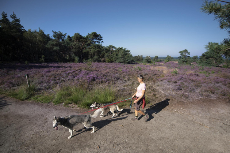 Person spaziert mit zwei Huskys an der Leine durch lila blühende Heide an einer Glamping-Unterkunft.