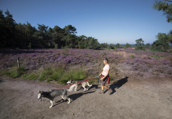 Persoon wandelt met twee husky’s aan de leiband langs een pad bij een glamping, tussen paarse hei.