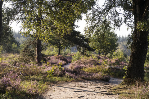 Sti gennem et naturlandskab med træer og lyng, sollys filtrerer blidt ved et glampingsted om morgenen.