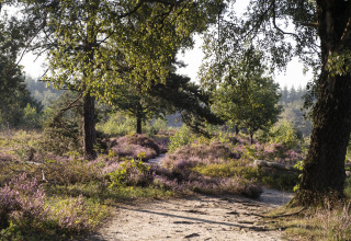 Sendero entre árboles verdes y brezos morados, iluminado por el sol en un entorno de glamping natural.