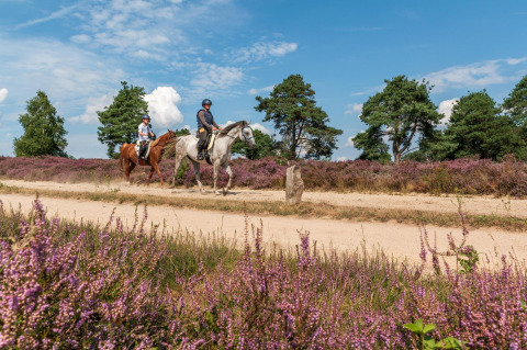 Dos personas montan a caballo por un sendero de arena rodeado de brezales morados y árboles verdes.