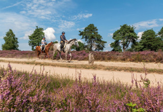 Two people riding horses along a sandy path surrounded by purple heather and green trees under blue sky.
