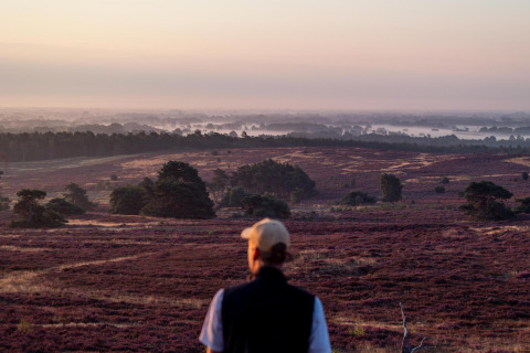 Persona contemplando el paisaje de brezales púrpuras al atardecer cerca de Luxe belltent en De Regge-Vallei.