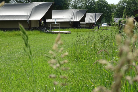Tiendas safari en CharmeCamping De Regge-Vallei en los Países Bajos sobre césped verde bajo el sol.