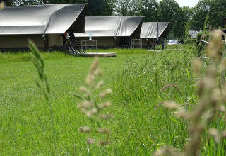 Tentes safari au CharmeCamping De Regge-Vallei aux Pays-Bas, sur pelouse verte, ambiance paisible.