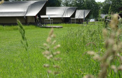 Safari tents at CharmeCamping De Regge-Vallei in the Netherlands, lined up on green grass under the sun.