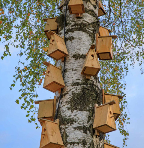 Viele hölzerne Vogelhäuser sind an einem Birkenstamm im Holiday Park Mölke in den Niederlanden befestigt.