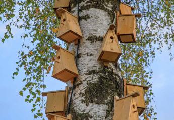 Heel wat houten vogelhuisjes zijn bevestigd aan een berkenstam bij Holiday Park Mölke in Nederland.
