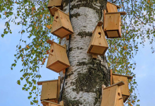 Heel wat houten vogelhuisjes zijn bevestigd aan een berkenstam bij Holiday Park Mölke in Nederland.