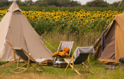 Campamento con girasoles y tumbonas frente a tipis en Pop-up glamping: Belltent en Holiday Park Mölke, Países Bajos.