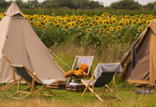 Campsite with sunflowers and deck chairs in front of teepee tents at Holiday Park Mölke, Netherlands.