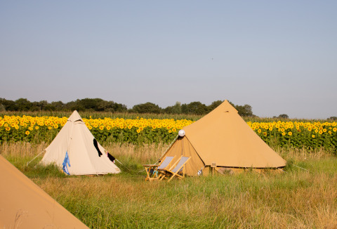 Two tipi tents in a field of sunflowers at Holiday Park Mölke in the Netherlands on a clear sunny day.