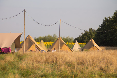 Glamping éphémère avec tentes tipi au Holiday Park Mölke, Pays-Bas, entouré de tournesols et prairie.