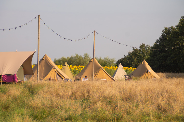 Glamping emergente con tiendas tipi en Holiday Park Mölke, Países Bajos, rodeado de girasoles y naturaleza.