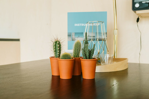 Vier kleine cactusjes in terracotta potten op een tafel bij Huus van Hanse, De Klepperstee, Nederland.