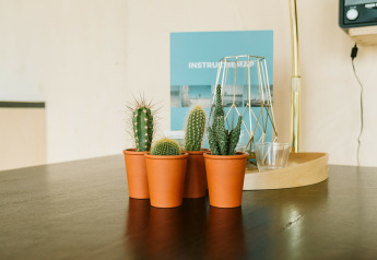 Vier kleine cactussen in terracotta potten op een tafel in Huus van Hanse, De Klepperstee, Nederland.