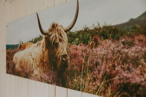 Fotografia di una mucca pelosa nella natura, scattata al Tiny house XL al Camping Si-Es-An, Paesi Bassi.