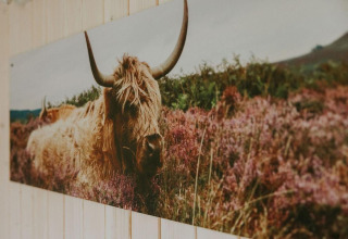 Fotografi af en uldhåret ko i naturen, taget i Tiny house XL på Camping Si-Es-An, Holland.