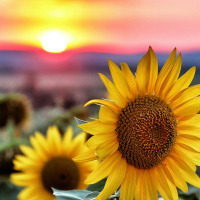 Girasoles en flor cerca de Châtel-Montagne, Francia, con una colorida puesta de sol de fondo.