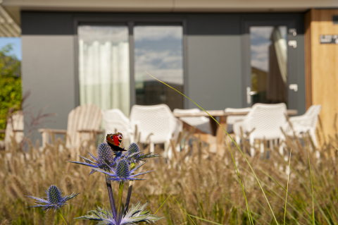 Vlinder zit op paarse bloem voor Dune Lodge Family bij Camping Zonneweelde in Nederland, met terrasstoelen.