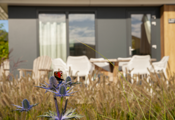 Farfalla su fiore viola davanti al Dune Lodge Family nel Camping Zonneweelde, Paesi Bassi, con sedie da patio.