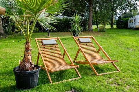 Two wooden deck chairs beside a palm tree on grass at Safari tent Cottage Kaa at Camping Vossenberg, Netherlands.