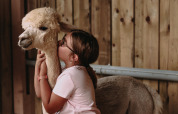 Una bambina con gli occhiali abbraccia e bacia un alpaca in una stalla a Hauts-de-France, Francia.