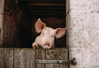 Un cerdo rosado mira con curiosidad sobre una puerta de madera en un establo de Feather Down Fermette des trois tilleuls.