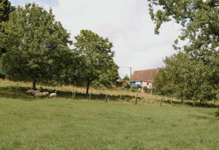 Prato verde con pecore al pascolo sotto gli alberi e una casa sullo sfondo a Feather Down Fermette des trois tilleuls, Francia.