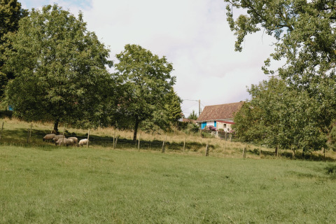Groene weide met schapen onder bomen en een huis op de achtergrond bij Feather Down Fermette des trois tilleuls, Frankrijk.
