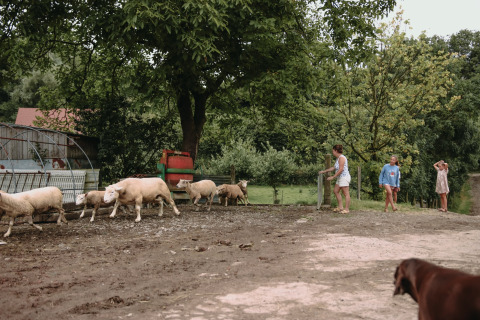 Kinderen en volwassenen kijken naar schapen die over een boerderij in het groene Hauts-de-France, Frankrijk lopen.