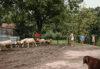 Niños y adultos observan a las ovejas siendo guiadas por una granja en Hauts-de-France, Francia, con mucha vegetación.