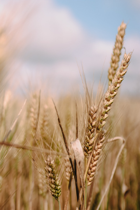 Primo piano di spighe di grano mature in un campo sotto cielo azzurro alla Fermette des trois tilleuls.