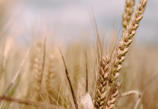 Nærbillede af modne hvedestænger på en mark under en blå himmel ved Feather Down Fermette des trois tilleuls.