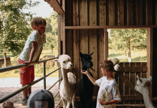 Due bambini giocano con alpaca in una stalla al parco vacanze Feather Down Fermette des trois tilleuls, Francia.