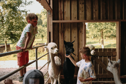 Due bambini giocano con alpaca in una stalla al parco vacanze Feather Down Fermette des trois tilleuls, Francia.