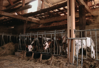 Calves eating hay in a barn at Feather Down Fermette des trois tilleuls holiday park, Hauts-de-France, France.
