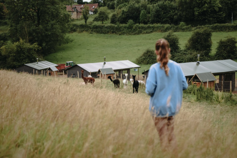 Una persona camina entre hierba alta hacia alpacas y granjas en Feather Down Fermette des trois tilleuls, Hauts-de-France.
