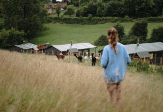 Eine Person geht durch hohes Gras auf Alpakas und Bauernhöfe im Feather Down Fermette des trois tilleuls, Hauts-de-France, zu.