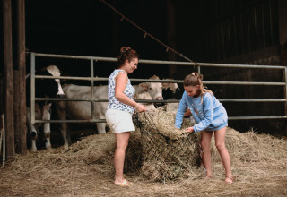 Moeder en dochter werken met hooi op een Franse boerderij, koeien kijken toe vanuit de stal op de achtergrond.