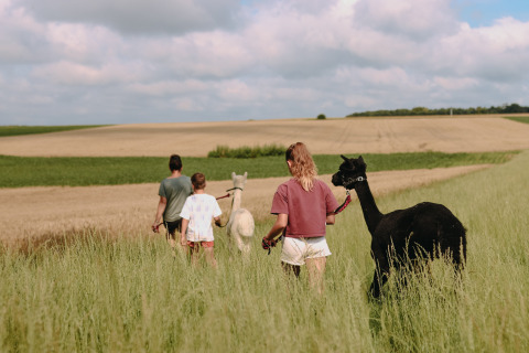 Familie går med alpakaer gennem en grøn mark i Haute-de-France, ferie på Feather Down Fermette des trois tilleuls.