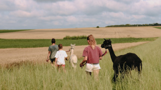 Familia paseando con alpacas por un campo verde en Feather Down Fermette des trois tilleuls, Hauts-de-France.