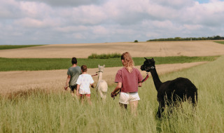 Familia paseando con alpacas por un campo verde en Feather Down Fermette des trois tilleuls, Hauts-de-France.