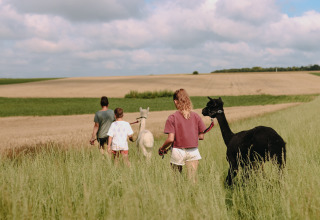 Familie spaziert mit Alpakas durch ein grünes Feld im Feather Down Fermette des trois tilleuls, Hauts-de-France.