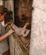 Niño con camiseta a rayas acaricia un cerdo en Feather Down Fermette des trois tilleuls en Francia.
