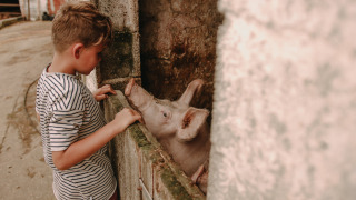 Niño con camiseta a rayas acaricia un cerdo en Feather Down Fermette des trois tilleuls en Francia.