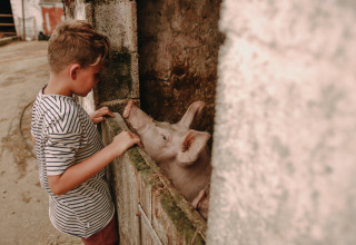 Un garçon en t-shirt rayé caresse un cochon à la Fermette des trois tilleuls, parc de vacances en France.
