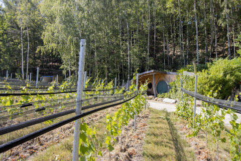 Photo de la petite Hobbit House 1 chez Cosy Cabins dans la forêt de Limbourg en Belgique, entourée de vignes.