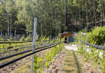 Photo of the tiny Hobbit House 1 at Cosy Cabins, Limburg forest in Belgium, surrounded by vines and trees.