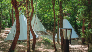 Billede af flere tipi-telte indstillet mellem træerne i en skov, sollys filtrerer gennem løvet.